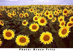 Sunflowers in Fargo N Dakota by Bruce Fritz